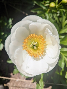The peony is any plant in the genus Paeonia, the only genus in the family Paeoniaceae. They are native to Asia, Europe, and Western North America.