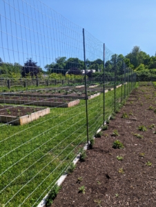 And here it is with the fencing he put up - an easy way to support the vining pea plants.