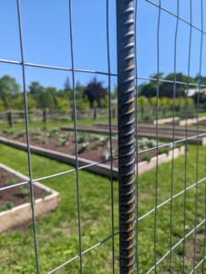 This is galvanized wire fencing. It's easy to find in six foot rolls. We placed it on both sides of the long center bed - it's perfect for the growing peas.