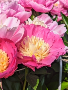 The peony’s fragrance can vary, but most have sweet, clean scents. And, do you know… pink peonies tend to have stronger fragrances than red peonies? Double form white peonies are also very aromatic.