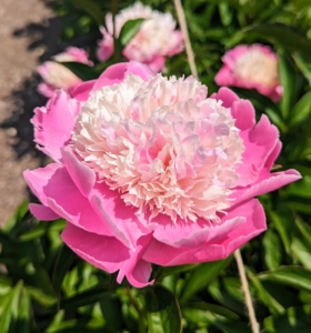 Peonies are one of the best-known and most dearly loved perennials – not surprising considering their beauty, trouble-free nature, and longevity.