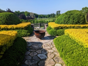 After seeing the peonies, the group was led through the upper terrace parterre to the lower terrace just outside my Winter House. The golden barberry glistens above the bold green of the boxwood hedges.
