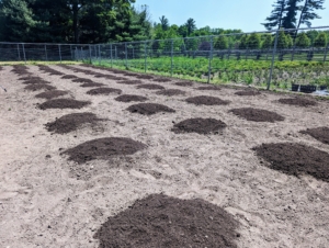 It doesn't take long to create all the mounds for our pumpkin seeds.