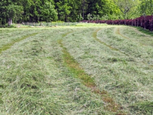 The plants’ sugar content is highest at dusk but because of moisture, it’s not ideal to cut hay at night. The best time is to start as soon as dew is off in the morning, which will maximize drying time. After it is cut, it is left to dry the rest of the day.