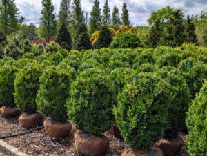 I always notice the boxwood - these boxwood shrubs come in a variety of sizes from small to these medium-sized specimens to mature giants.