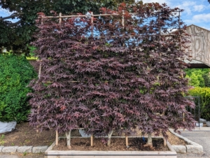These are Bloodgood Japanese maple trees - several being trained on this trellis. In its maturity, the Bloodgood Japanese maple will reach between 15 to 20 feet tall, with a small narrow trunk. One of the most attractive features is its ability to retain its color throughout the seasons - a deep burgundy in spring that lasts throughout summer and then changes to a bright red in fall.