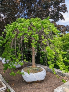 Cercis canadensis 'Vanilla Twist' is a small tree with beautifully cascading branches.