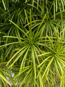 Each whorl on the Sciadopitys verticillata contains 20 to 30 soft, flattened, dark green needles that radiate outward - almost like the ribs of an opened umbrella.