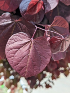 Eastern redbud leaves are alternate, simple, broadly heart-shaped and three to five inches high and wide.
