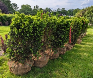 We picked up 30 yew trees from Select Horticulture in nearby Pound Ridge. I selected all the specimens myself - they are all healthy and lush. The yew, taxus, is a small to medium sized evergreen that grows up to 65-feet tall. The leaves are flat, dark green, and arranged spirally on the stem.