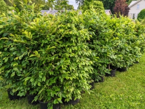 We also picked up 50 European hornbeams, Carpinus betulus - a fast-growing deciduous tree. I have many hornbeams here at the farm. The tree is native to Western Asia and central, eastern, and southern Europe, including southern England. Because of its dense foliage and tolerance to being cut back, the hornbeam is popularly used for hedges and topiaries.