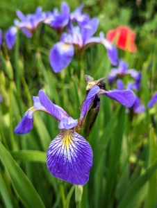 And these delicate and beautiful irises.