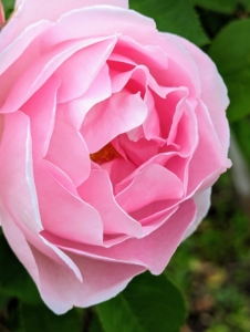 Here's another rose - my roses are at their peak. Rose bushes need six to eight hours of sunlight daily. In hot climates, roses do best when they are protected from the hot afternoon sun. In cold climates, planting a rose bush next to a south or west-facing fence or wall can help minimize winter freeze damage.