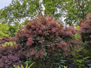 Right now, the smoke bushes are looking spectacular. They're among the first plantings one sees when visiting my farm. Smoke bushes, Cotinus, are among my favorite of small trees - they have superlative color, appealing form, and look excellent in the gardens.