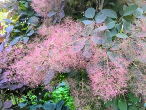The name “smoke bush” comes from these billowy hairs attached to the flower clusters which remain in place through the summer.