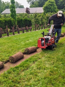 Pete continues to cut the sod to make the bed wider. This sod cutter works quickly and efficiently. It doesn't take long to cut the entire bed for the yews.