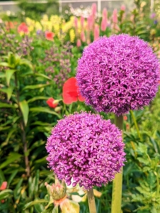I grow so many alliums here at the farm and they continue to bloom so beautifully interspersed with other flowers. These easy-to-grow bulbs come in a broad palette of colors, heights, bloom times, and flower forms. They make excellent cut flowers for fresh or dried bouquets. What’s more, alliums are relatively resistant to deer, voles, chipmunks, and rabbits.