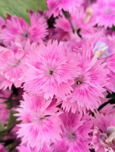 We have dianthus flowering as well with its beautiful pink fringed margins. Most varieties of dianthus are perennials, meaning they come back every year,