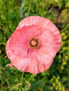 Also blooming this week – the poppies. Poppies produce open flowers that come in many colors from crimson red to purple, lavender, and pale pink. Poppies require very little care, whether they are sown from seed or planted when young – they just need full sun and well-drained soil.