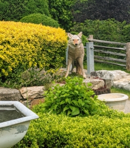 A coyote was also on the terrace wall watching all the activity, but don't worry, it's not real.