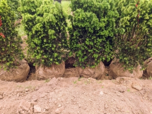 And a trench is dug out for the yew trees and all of them are carefully positioned and equally spaced in the trench.
