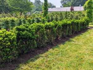 And here they are all planted and mulched. These yews are ready for a good, deep drink.