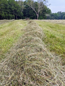Here is a windrow now ready to bale. All the windrows are lined up straight next to each other with enough room in between for the baler to maneuver properly around the field.