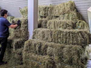 Here, Juan is in the hayloft stacking the bales as they come up the hay elevator.
