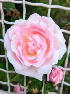 Most are climbing on all four of the garden fence sides, while some varieties fill obelisk trellises, or tuteurs, in the center. This pink rose is sticking through the fence at the entrance to the garden - so perfectly perfect.
