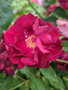 Rose plants range in size from compact, miniature roses to climbers that can reach several feet in height.
