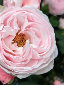 And here is one in pink. The best way to prevent rose diseases is to choose disease-resistant varieties. Many roses are bred and selected to resist the most common rose problems.