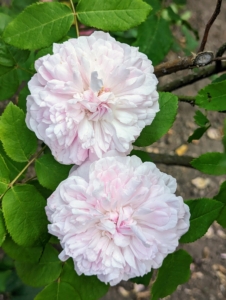 Here are two smaller roses in soft light pink.