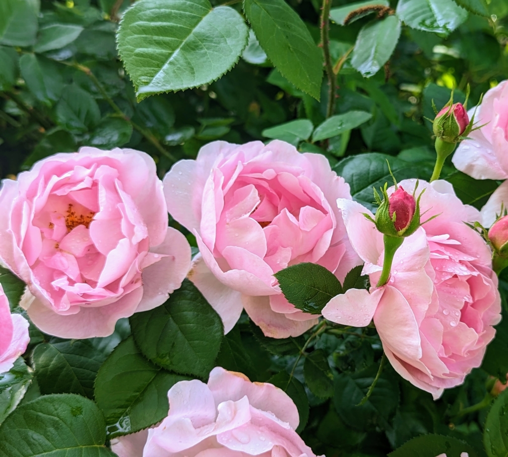 Picking and Arranging Roses - The Martha Stewart Blog