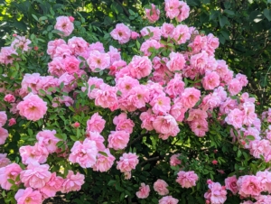 I also have a large collection planted along both sides of my lilac allée, just past my chicken coops and vegetable garden. During late spring and summer, this area is filled with various shades of pink, fragrant rose blooms.