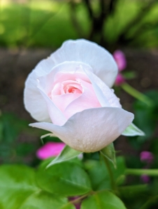 This light pink rose is opening perfectly.