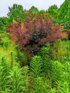 This smoke bush is planted in the garden outside my Tenant House. This garden is actually called the Stewartia garden, where I also have many Stewartia trees – not surprising, of course, since my name is “Stewart.”