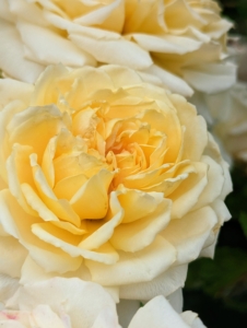 Here is a light yellow rose. When arranging, be sure not to overcrowd the flowers. Too many can prevent some flowers from getting adequate water.