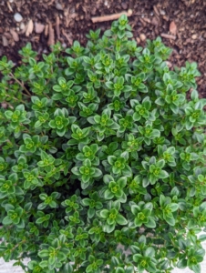At the edge of all the beds, we planted herbs. This is thyme. Thyme is an herb whose small leaves grow on clusters of thin stems. It is a Mediterranean herb with dietary, medicinal, and ornamental uses. It is delicious with fish or poultry and imparts a lemony flavor.