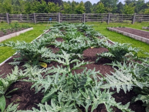 These are the leaves of our artichokes. Globe artichokes, Cynara scolymus, are popular in both Europe and the United States. Artichokes are actually the flower buds, which will emerge from the center of the plants.