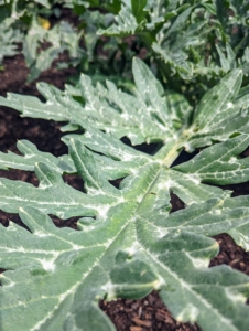 Artichoke plant leaves are silvery-green in color with long, arching shapes. The plant stems are thick and fleshy.