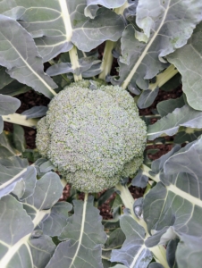 Broccoli is a hardy vegetable of the cabbage family that is high in vitamins A and D. And, according to the National Agricultural Statistics Service, USDA, the average American eats more than four-pounds of broccoli a year.