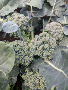 Here, we picked the center head of broccoli. These are the smaller side shoots that are already growing so beautifully.