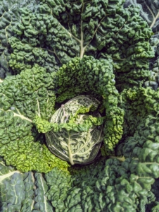 Our cabbages are also growing nicely. To get the best health benefits from cabbage, it’s good to include all three varieties into the diet – Savoy, red, and green. Savoy cabbage leaves are ruffled and a bit yellowish in color.
