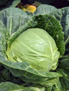 And here is one of our green cabbages - so perfect.