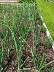 We planted leeks, shallots and onions back in late April - look how much these leeks have grown. The leek is a cultivar of Allium ampeloprasum, the broadleaf wild leek. The edible part of the plant is a bundle of leaf sheaths that is sometimes erroneously called a stem or stalk. Leeks have a mildly sweet flavor similar to onions, shallots, garlic, and chives.