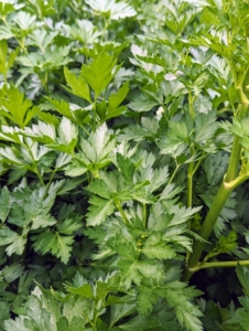 Also always growing here at the farm is parsley. This will find its way into my morning green juice. Parsley is rich in vitamins K, C, and other antioxidants. It has a bright, herbaceous, and slightly bitter taste.