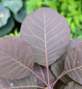 The leaves of the smoke bush are about one-and-a-half to three inches long and ovate, or oval like, in shape with parallel veins.