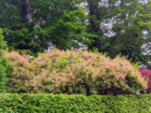 The Cotinus has an upright habit when young and spreads wider with age. This one rises above the shorter hornbeam hedge with its beautiful "smoke."