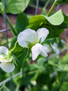 Pea plants produce white flowers with a slight pink hue.