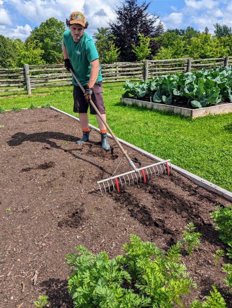 Planting Carrots, Beets, and Okra - The Martha Stewart Blog